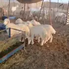 بهم طليان فاخره