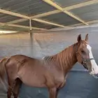 حصان شعبي