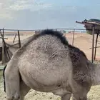 قعود على لبن امه العمر 9 شهور