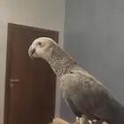 ببغاء كاسكو متكلم و اليف جدا