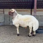 فحل نعيمي صنف