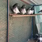 حمام باكستاني