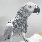 كاسكو متكلم و اليف