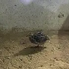 سمان بلدي
