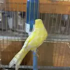 كناري تغريد