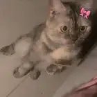 تبني بدون مقابل جده
