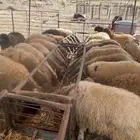 ذبايح خروف
