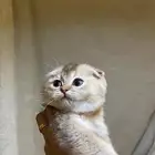 قطط سكوتش  ولد للبيع