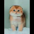 قطط سكوتش كيتن