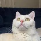 قطه مربى فالبيت