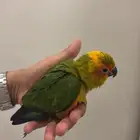 فرخ صن كنيور