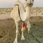 للبيع ناقة عشرا وضحا