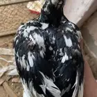 دجاجه سندي