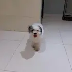 كلاب مالتيز