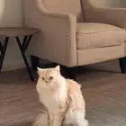 قط شيرازي