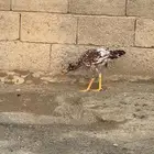 ديك باكستاني للبيع