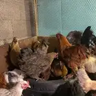 دجاج براهم حضان شرط معه 16 دجاجه و4 ديوك