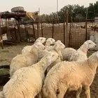 طليان جبره للبيع