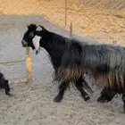 معزا مراح للبيع