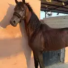 حصان شعبي تم البيع