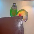 زوج كنيور
