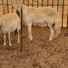 مشاريع فحول ضغط عالي للبيع