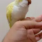 كويكر إينو لون نادر اليف وهدد ونشبه ومتكلم ( تم البيع )