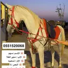 حصان شعبي للبيع