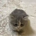 قطه حلوه وكيوت