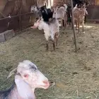 24 تيس نظيفه ومشروطه البيع جمله