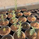 شتلات طلح نجدي