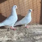 زوج غرنوق