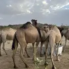 ابل للبيع