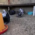 حمام أمريكي