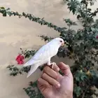 روز البينو اليف ( هدد خارجي )