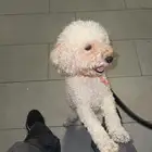 انثى كلب بودل منتجه