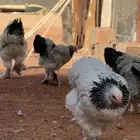 دجاج براهما