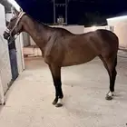 فرس ثوربد قفز
