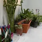 شتلات ونباتات داخليه جميله جدا