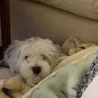 puppy maltese