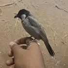 بلبول