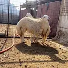 رخال حرش مضاريع تم البيع