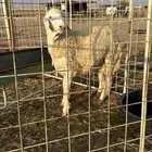 طلي حري تم البيع