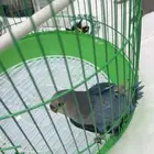 طير روز للبيع