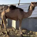 للبيع ناقه حمراء(تم البيع )