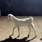 تيس للبيع