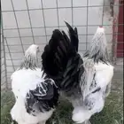 ابراهما للبيع