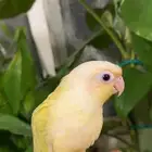 كنيور مون شيك من النوادر