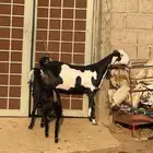 عنقان صنف الصنف