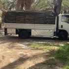 سعف نخل للحدائق والزينه